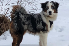 Bailey
