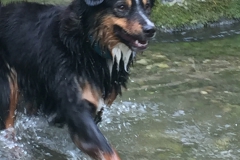 Wasserratte